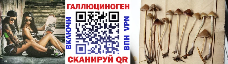 Купить  Белоусово  Галлюциногенные грибы Psilocybine cubensis 